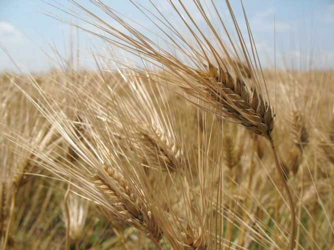 grano-duro-sardegna