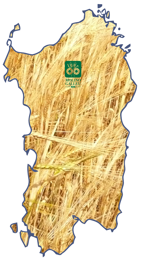 sardegna-grano sardegna-grano